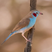 Red-cheeked Cordonbleu